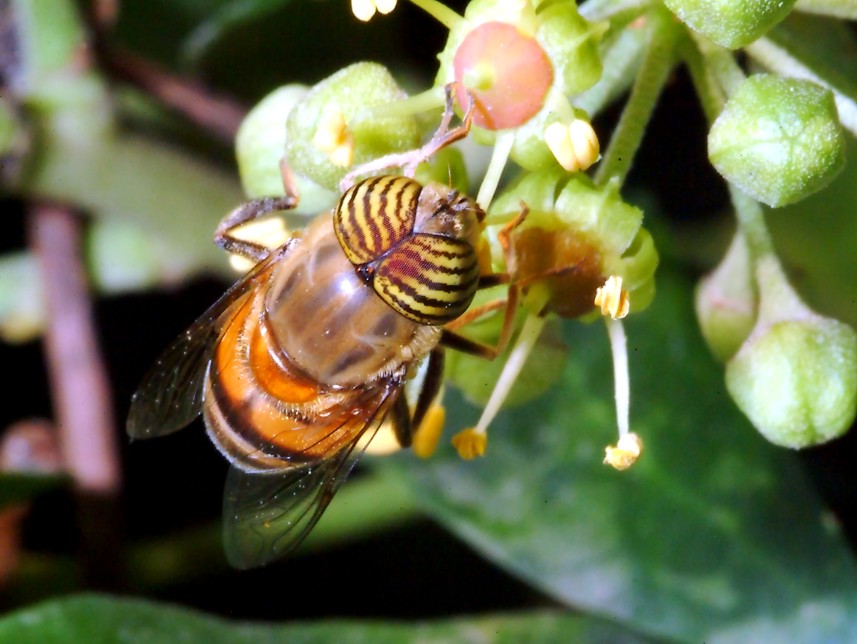 Sempre sull''Hedera e 